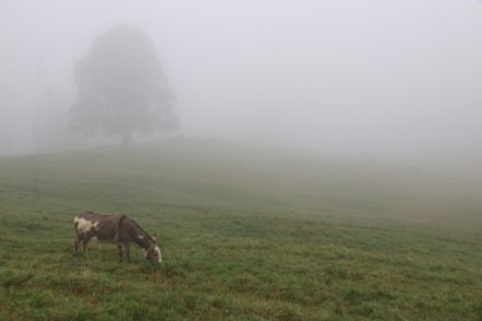 Der Esel auf der Eselalp oberhalb des Sihlsees scheint sich nicht am Nebel zu stören. Foto: D. Gerstgrasser