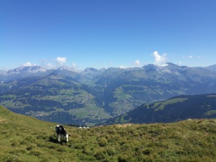 Sonnig war es heute auch in den Fideriser Heuberge, hier der Blick Richtung Prättigau und Rätikon.