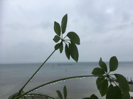 Der Regen tat der Natur sicherlich gut. Mancherorts gab es aber definitiv zu viel in zu kurzer Zeit. Stimmungsbild aus Güttingen am Bodensee.