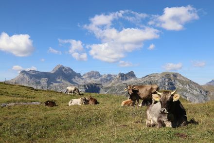 Nur wenige flache Quellwolken heute Vormittag über der Glattalp. (Foto: D. Gerstgrasser)