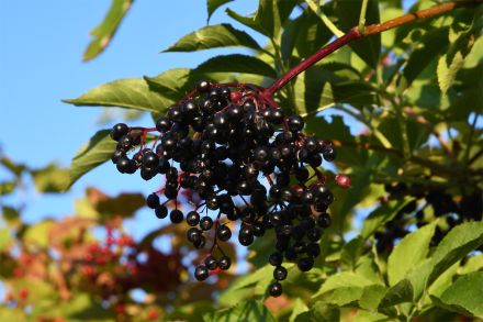 Schwarze Holunderbeeren.