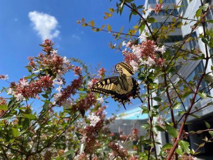 Unser «Wettermacher»: ein Schwalbenschwanz vor dem OPC am Flughafen Zürich. Hat sein Flügelschlag den Hochnebel aufgelöst oder ist er für die schwachen isolierten Schauer beim Ortstock verantwortlich? Wir haben ihn nicht gefragt … aber gemäss der Theorie von E. Lorenz ist dies durchaus möglich. Bild: U. Graf