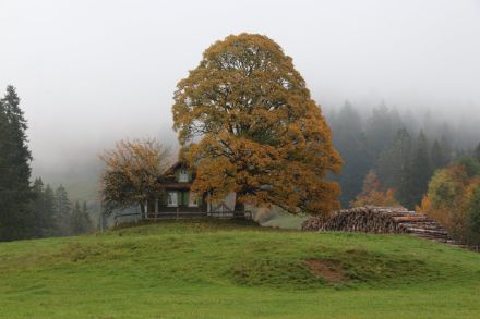 Kleines Haus auf grüner Wise neben einem Baum, dessen Blätter sich verfärben. Etwas darüber die Hochnebeldecke.