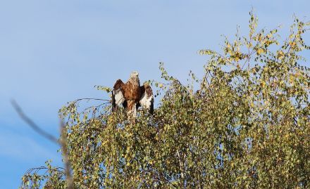Ein Rotmilan am Sonntagmorgen in den Bäumen über Hemishofen SH. Bild: M. Stoll