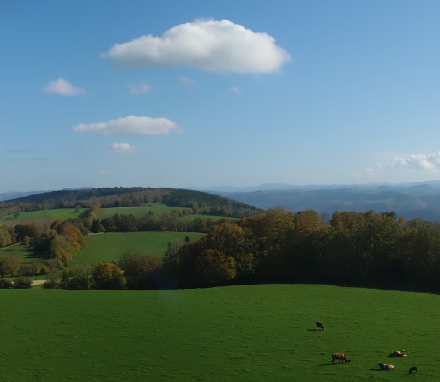 Blick vom 950m hohen Roche d'Or (im westlichen Pruntruter Zipfel) Richtung E mit ersten hübschen Cumuli am frühen Nachmittag (und entspannten Kühen). Quelle: MeteoSchweiz