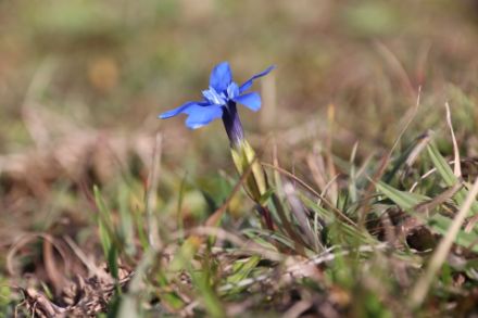 Blau, blau, blau blüht der (Frühlings)Enzian...auch Ende Oktober (wieder). Kein Wunder bei diesen Temperaturen.
