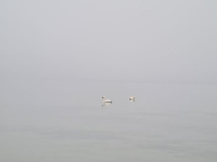 Die Grenzen zwischen See- und Wolkenwasser verschwimmen in Onnens/VD. Die Schwäne helfen bei der Orientierung.