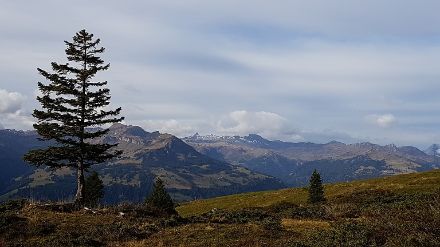 Am Vormittag waren die hohen Wolkenfelder bei Palfris oberhalb Sargans noch nicht allzu dicht, so dass von einem freundlichen Wettercharakter gesprochen werden konnte. Bild: Christa Hayoz.