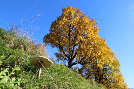 im Klöntal spürten weder die Pilze im Vordergrund noch die Bäume im Hintergrund den auffrischenden Südwestwind in der Höhe über der Alpennordseite.