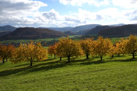 Bäume mit farbigem Herbstlaub auf grüner Wiese.