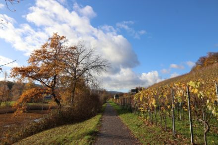 Herbstimpression von der Halbinsel Au am Zürichsee.