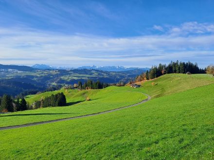 Grüne Wiese im Sonnenschein.