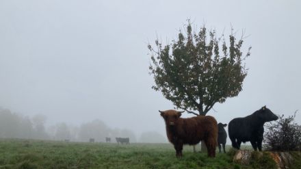 Rinder im Nebel im Weinland.