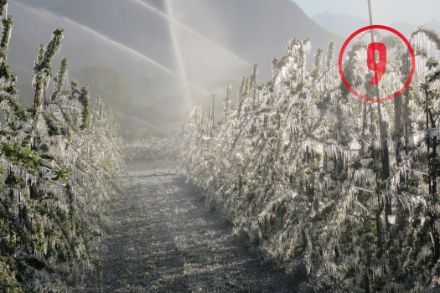 Legende: Obstbäume werden im Wallis vor einer intensiven Frostperiode geschützt, April 2017. 