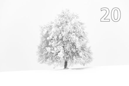 Verschneiter Baum