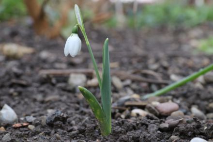 Schneeglöckchen