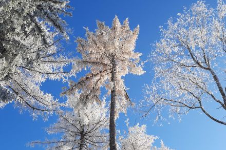 Lärche mit feiner Schneebedeckung.