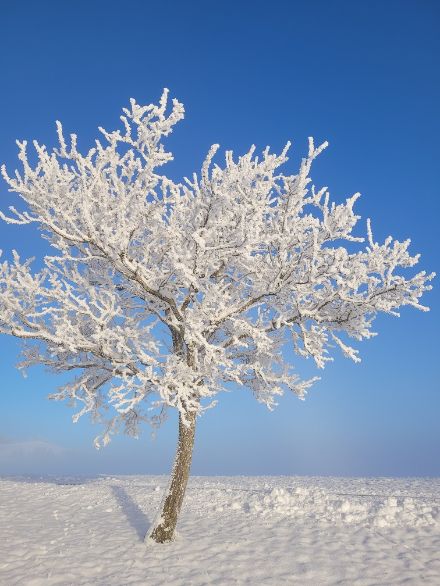 Die am Vortag noch höher gelegene Nebeldecke hat ihre Spuren in Form von Reif an den feinsten Ästen dieses Baumes in Schwellbrunn (AR) hinterlassen