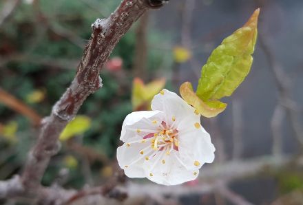 Viel zu frühe Aprikosenblüte an einem Spalier an der Hauswand. 