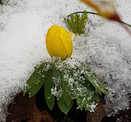 Ein Winterling trotzt dem Winter. 