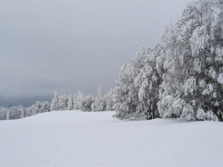 Verschneite Bäume und Wiesen vor grauem Himmel.