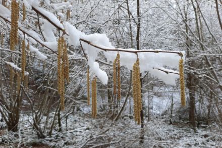 Haselblüten im Schnee.