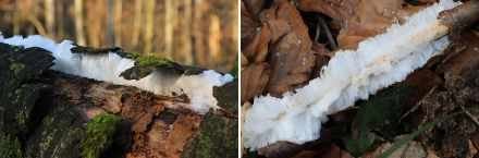 Haareis im Sihlwald, 7. Februar 2023.
