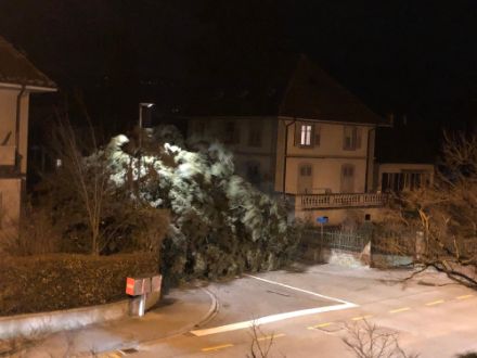 Umgestürzter Baum bei Yverdon-les-Bains am Neuenburgersee