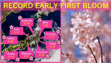 Abbildung 1: Beobachtetes Datum des Beginns der Kirschblüte in Japan im Jahr 2023. 
