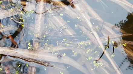 Erdkrötenlaich (schwarze Punkte in Schnüren um Wasserpflanzen gelegt). 