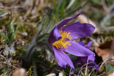 Offene Blüte der gemeinen Kuhschelle.