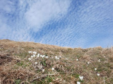 Aufnahme vom Steinerberg (SZ) mit Cirrocumulus-Wolken am Himmel.