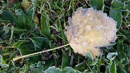 Frostnächte haben auch eine ästhetische Seite.