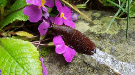 Diese Schnecke hat im vergangenen Winter offenbar einen geeigneten Platz gefunden, wo sie ihre Körpertemperatur runtergefahren und so der Kälte widerstanden hat. Nun kam sie aus ihrem Versteck «geschleimt» und ging auf Nahrungssuche.  