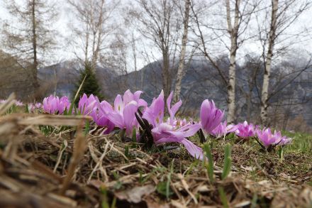 Wo der Schnee weg ist, beginnt es rasch zu blühen, wie hier in Eischoll im Wallis die Lichtblumen (nein, nicht Krokusse). 