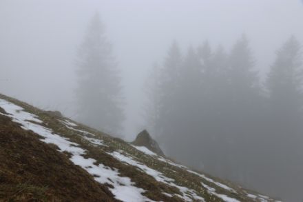 Dichter Nebel heute Vormittag in den Schwyzer Voralpen bei der Sternenegg. Dabei nur wenig Nieselregen. Der Niederschlag setzte in diesem Gebiet erst im Tagesverlauf ein. 