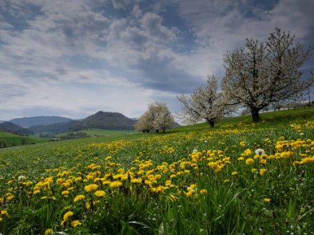 Die Chriesibäume wie hier im Fricktal stehen zurzeit in Vollblüte.