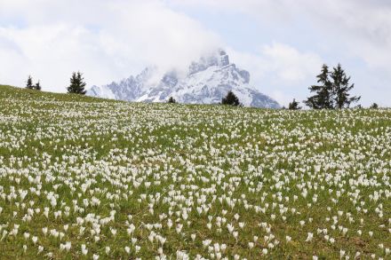 Frost im Frühjahr kann dem Krokus nicht viel anhaben, da die Blütenblätter eine Art Frostschutz enthalten, die sie vor dem Erfrieren schützen. Bereits geöffnete Blüten erschlaffen zwar bei Temperaturen unter -5 Grad, sie richten sich aber wieder auf, sobald es wärmer wird und die Sonne scheint. Übrigens können Krokusse erst nach kalten Wintern richtig austreiben. Bleibt es mild oder frostarm, kann der Austrieb zu früh beginnen oder ganz ausbleiben. 