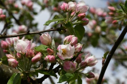 Knospen und offene Apfelblüten.
