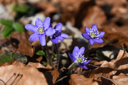 Nahaufnahme des leuchtend blauen Leberblümchens, umgeben von dürrem Laub.