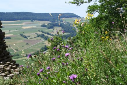 Blumenwiese am Hang, Hügel mit Feldern und Wald im Hintergrund.