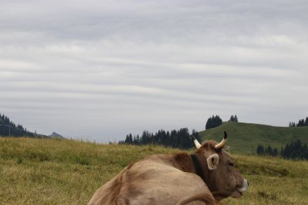 Ausgedehnte, wellenförmige Wolke, darunter eine Kuh.