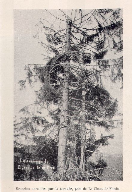Von einem Tornado gebeutelte Rottanne. Quelle: Herzog, Golaz 1926