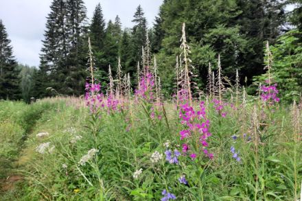Blühende Waldweideröschen vor einem Waldrand.