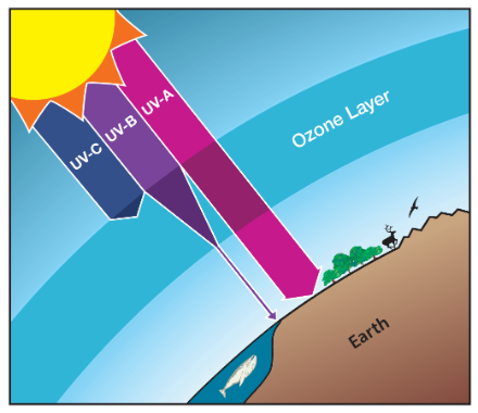 Die UV-Strahlung wird in drei Kategorien unterteilt. Die energiereichste und somit gefährlichste ist das UVC, welches jedoch schon in grosser Höhe von der Atmosphäre abgefangen wird. Das ebenfalls gefährliche UVB wird von der Ozonschicht fast vollständig abgefangen. Nur die am wenigsten energiereiche UVA-Strahlung gelangt praktisch ungehindert zum Boden.
