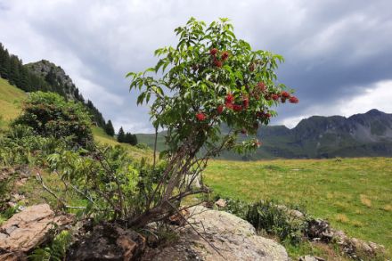 Holunderbusch mit Wiese und bergen im Hintergrund.