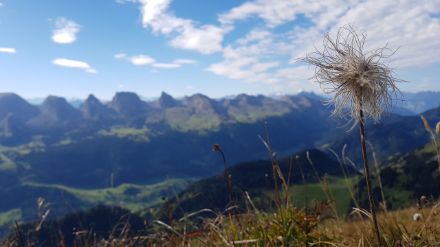 Blick vom Lütispitz Richtung Churfirsten. Im Vordergrund ein altes «Haarmannli» (Herbstversion bzw. verblühte Erscheinungsform der Alpen-Anemone oder Alpenkuhschelle). 