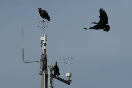 Waldrappe statteten der Windmessstation am Flughafen Zürich einen Besuch ab. Ob die Vögel die aktuelle Wärme geniessen, ist nicht bekannt, man hat sie nicht gefragt 🙂.