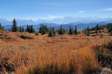 Herbstlich verfärbte Graslandschaft mit Bäumen und Bergen im Hintergrund und blauem Himmel.