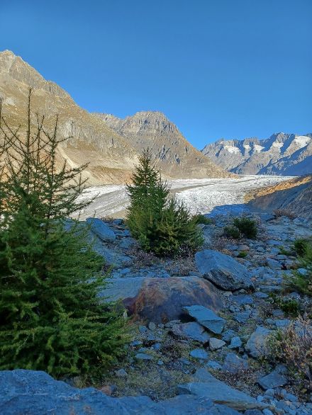 Entwicklung der Vegetation nach dem Rückzug des Gletschers. Die Lärche ist dabei unter den ersten Pflanzen.